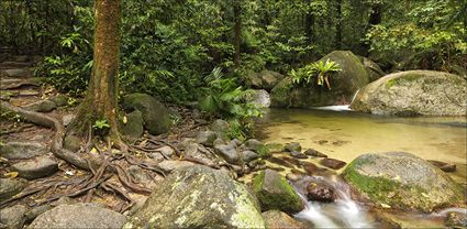 Wurrmbu Creek - Mossman Gorge - QLD T (PBH4 00 17008)